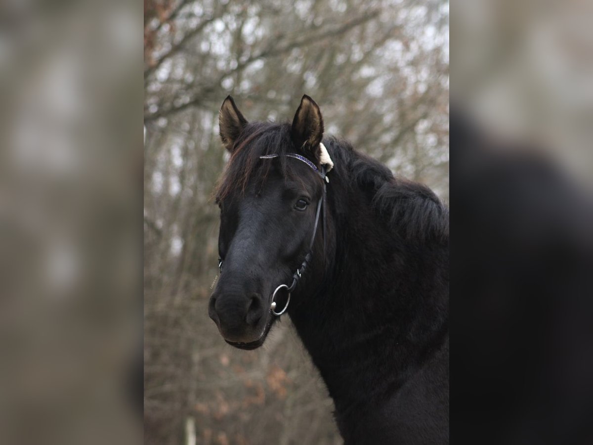 Hutsul Caballo castrado 5 años 145 cm Negro in Kreuztal
