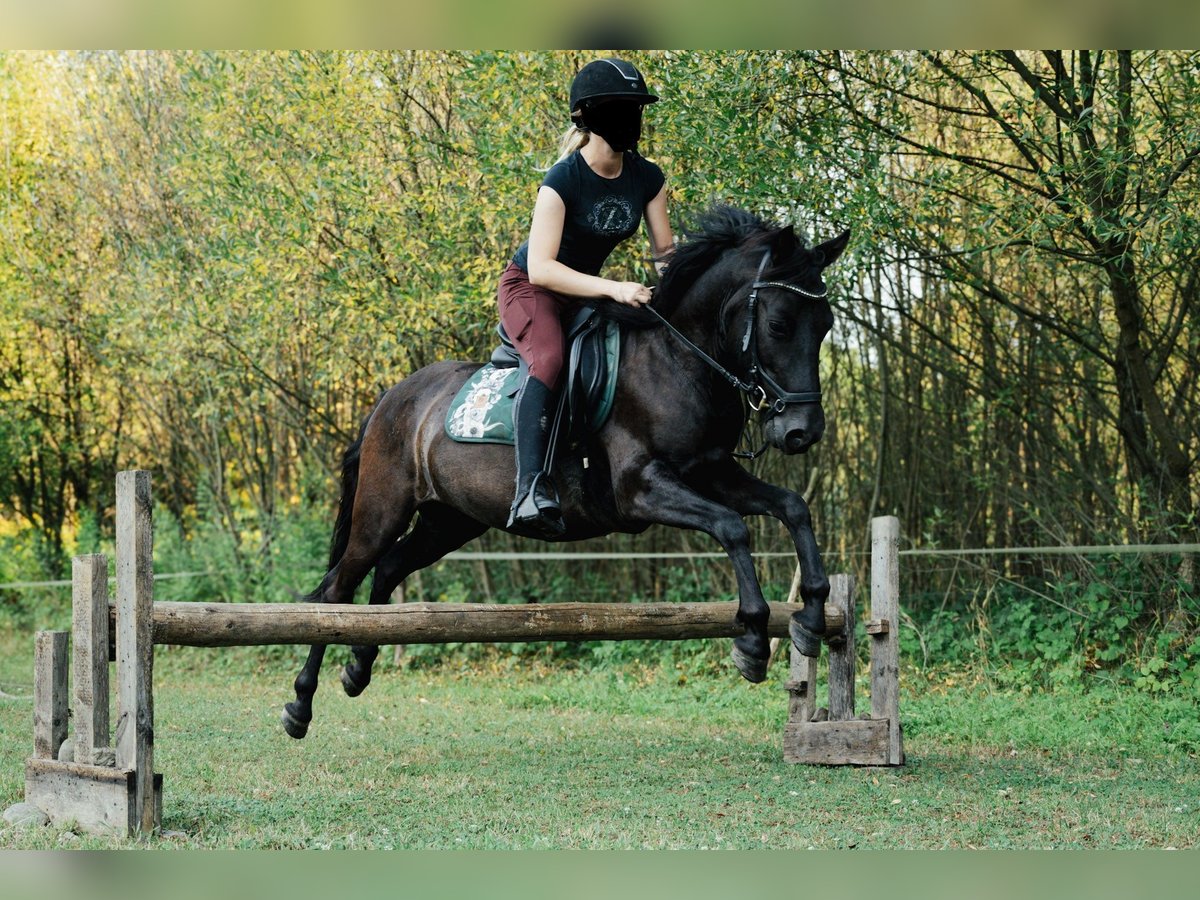 Hutsul Caballo castrado 6 años 140 cm Negro in Jawornik