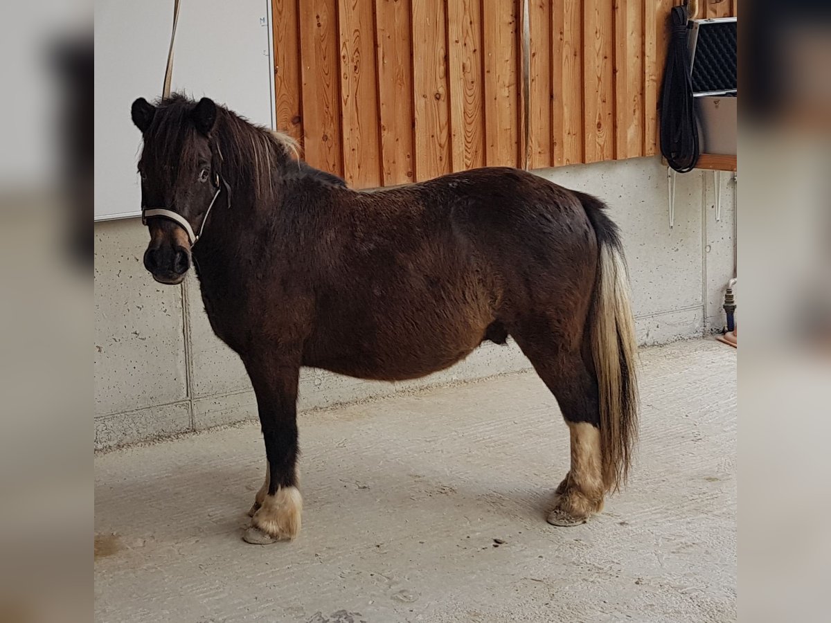 Hutsul Mestizo Caballo castrado 7 años 115 cm in Karlstadt