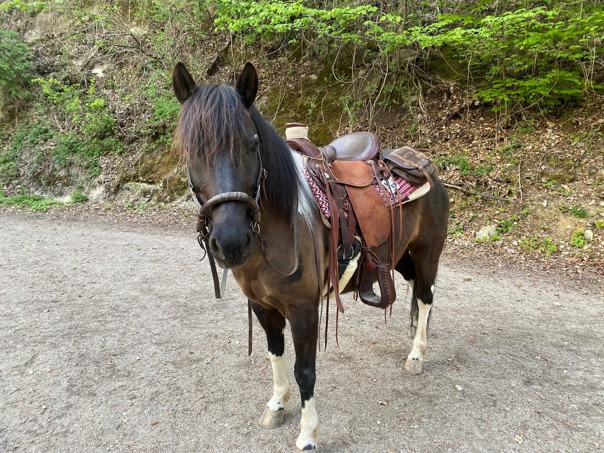 Hutsul Caballo castrado 7 años 140 cm Pío in Iffeldorf Hutsul Caballo castrado 7 años 140 cm Pío in Iffeldorf