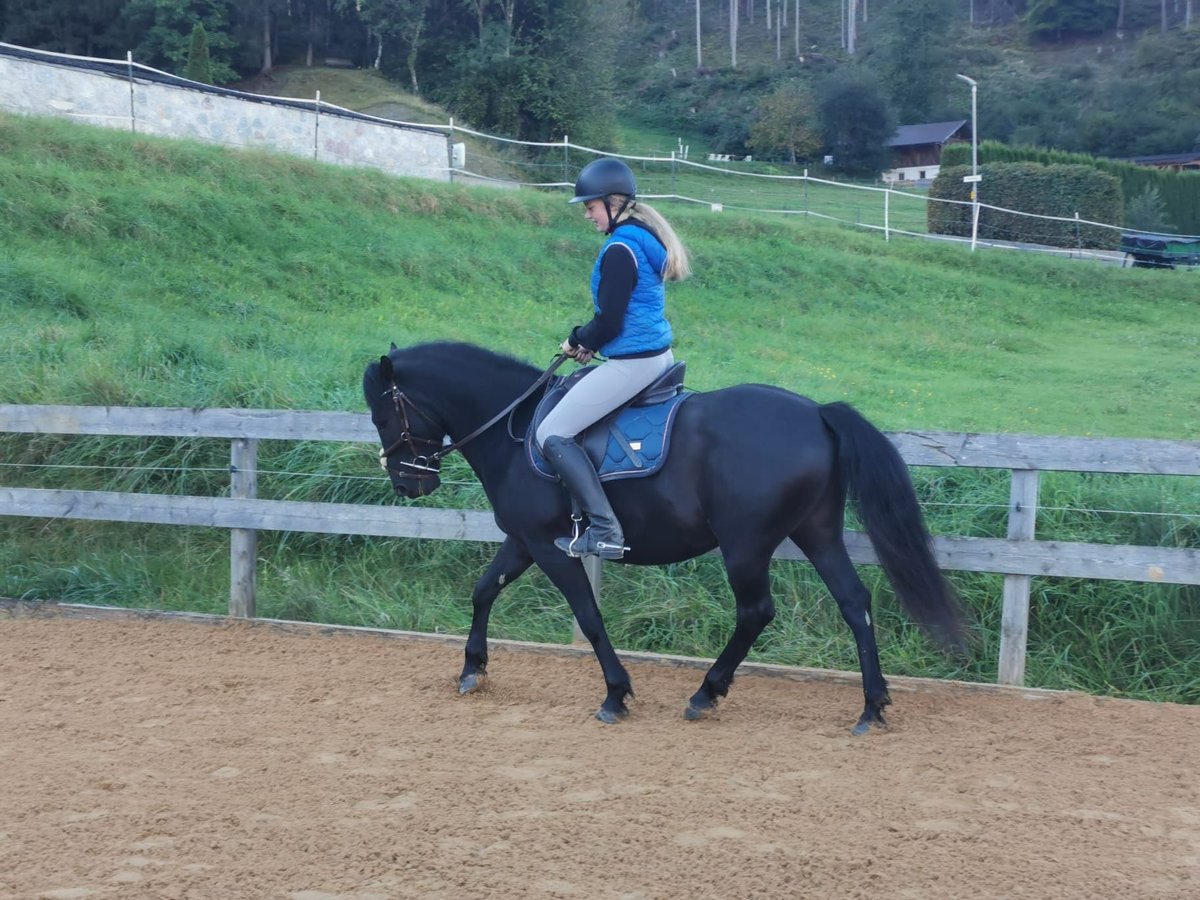 Hutsul Caballo castrado 8 años 140 cm Negro in Rietz