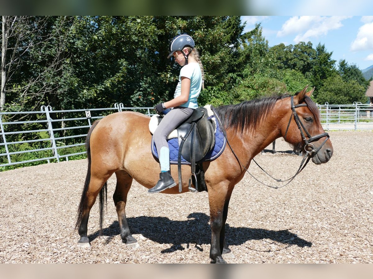 Hutsul Caballo castrado 8 años 143 cm Bayo in Ramsau