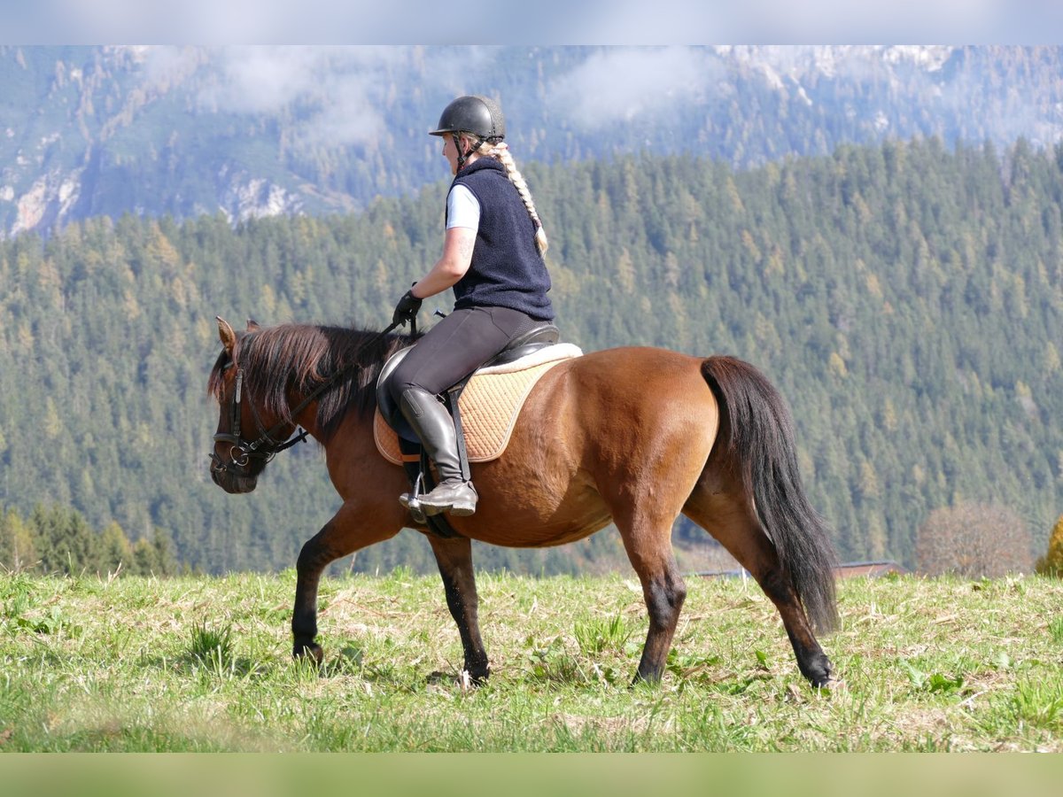 Hutsul Caballo castrado 8 años 143 cm Bayo in Ramsau