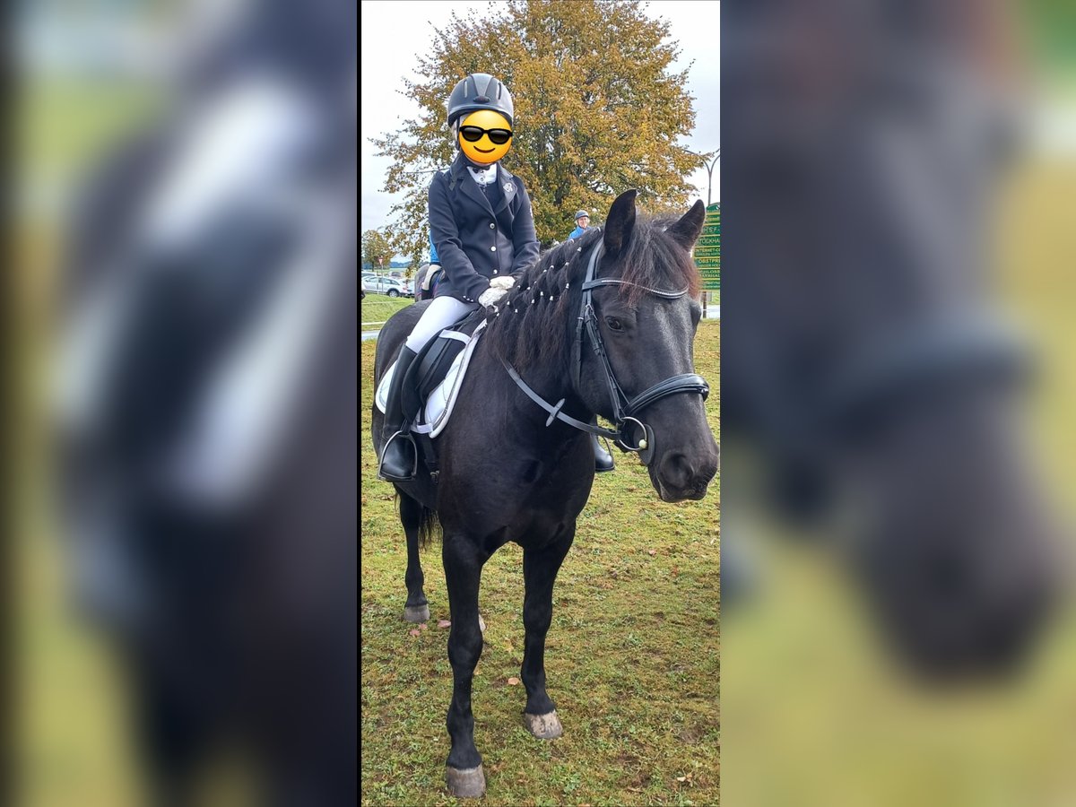 Hutsul Caballo castrado 9 años 140 cm Negro in Seekirchen