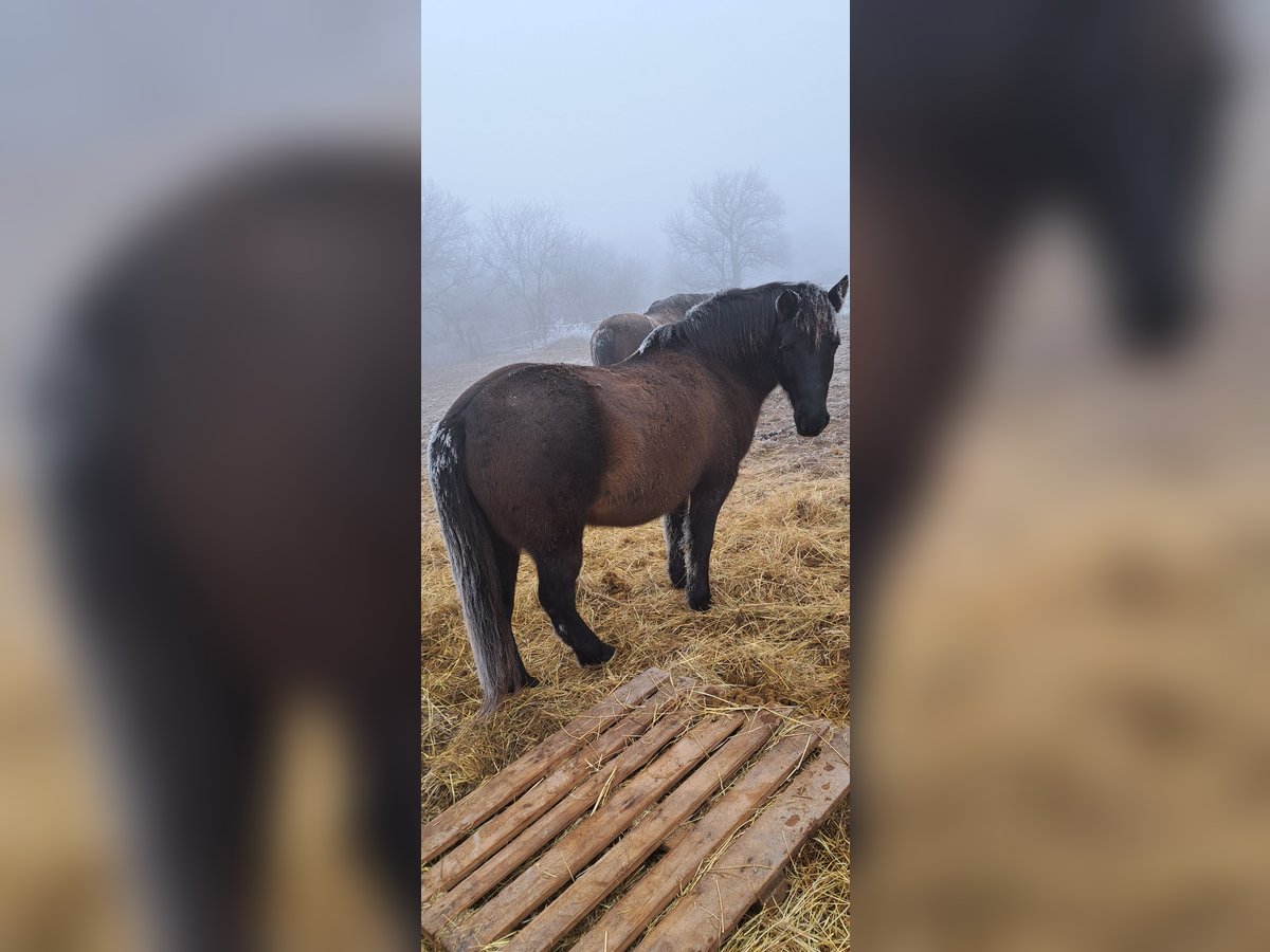 Hutsul Caballo castrado 9 años 150 cm Castaño in Hidegkút