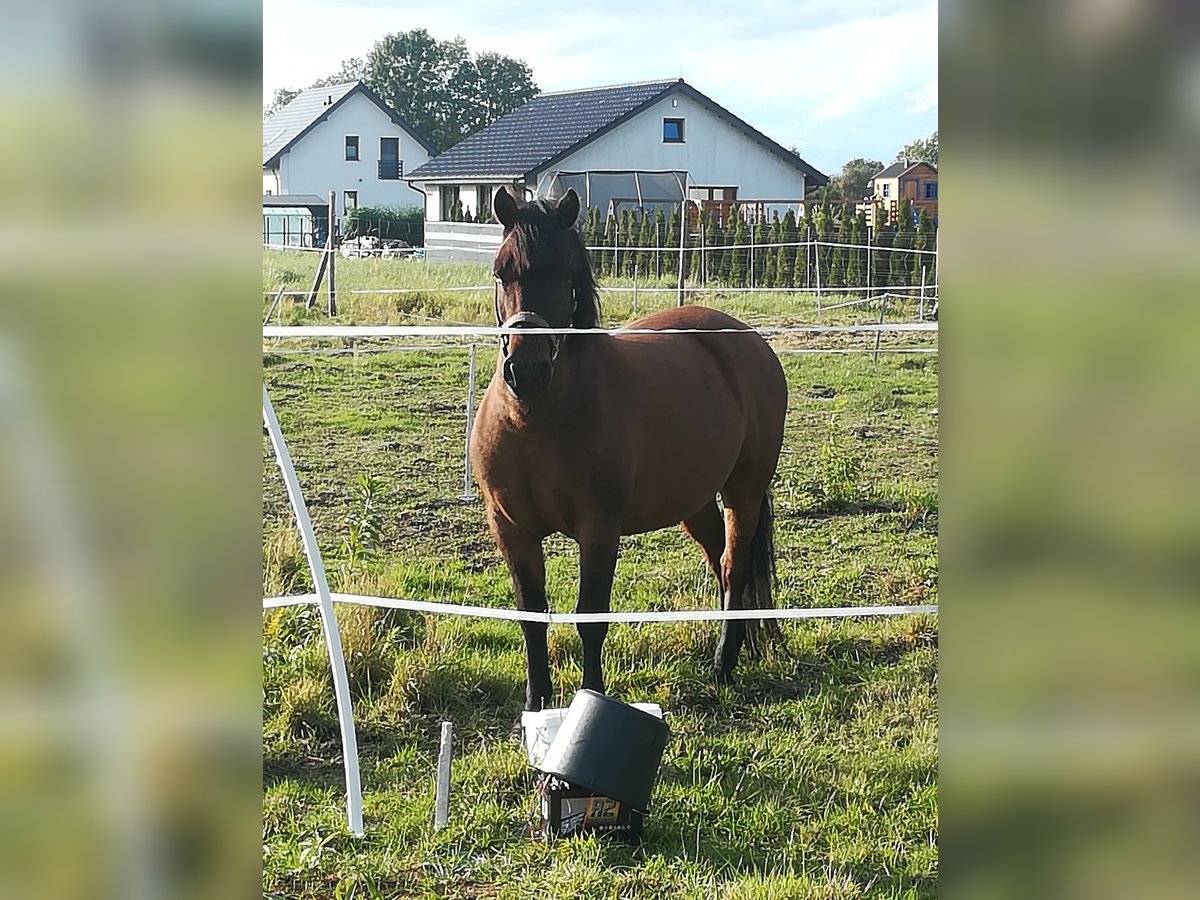 Hutsul Caballo castrado 9 años 157 cm Castaño rojizo in RURZYCA