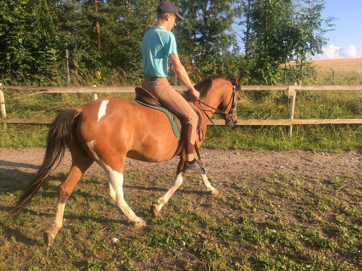 Hutsul Yegua 5 años 140 cm Pío in Rehau