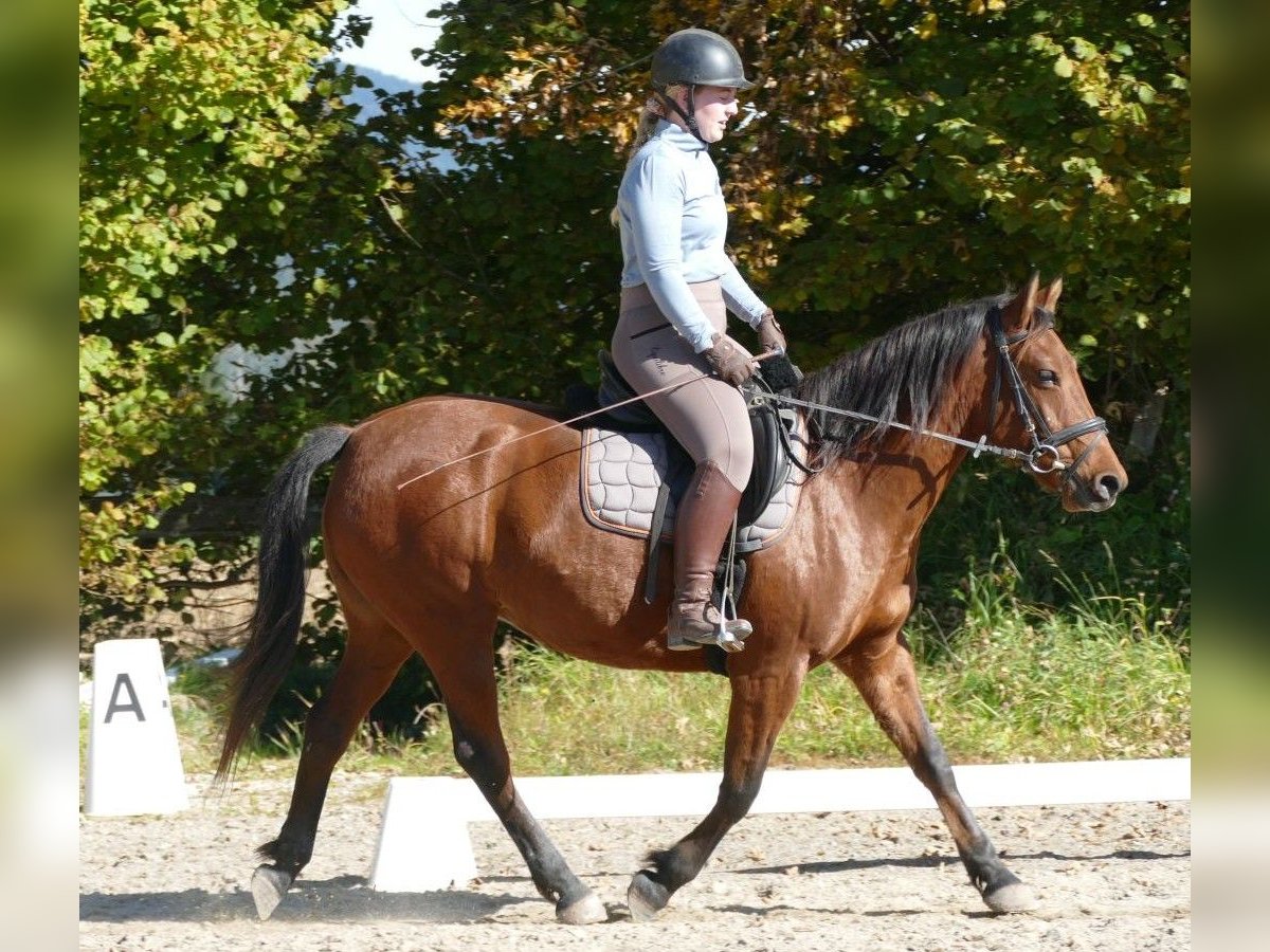 Hutsul Yegua 6 años 148 cm Bayo in Ramsau