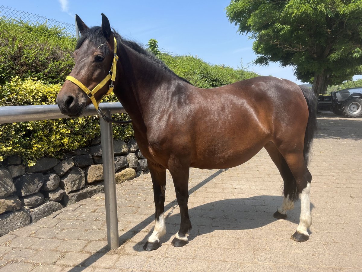 Hutsul Yegua 8 años 138 cm Castaño in Bad Nauheim