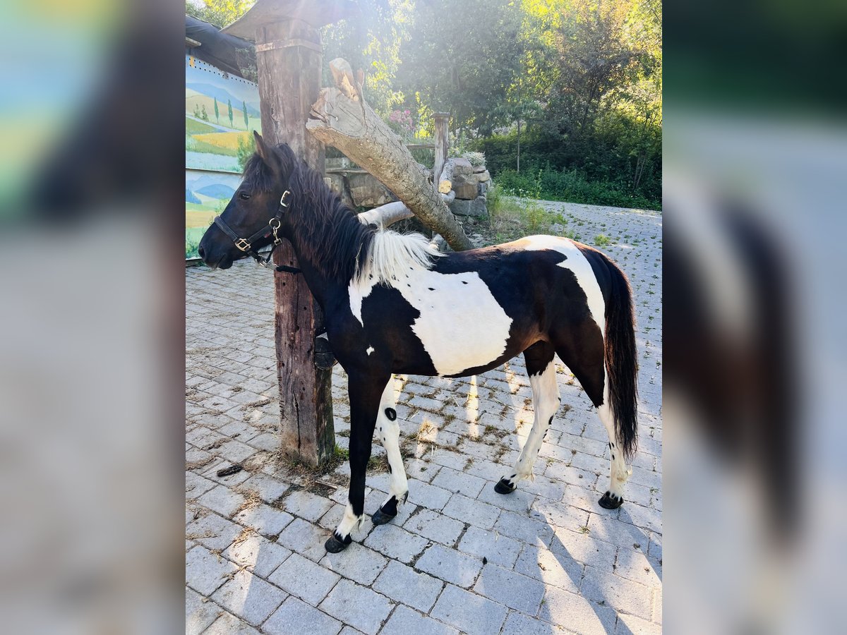 Huzule Hengst 1 Jahr 140 cm Tobiano-alle-Farben in G&#xF6;ppingen