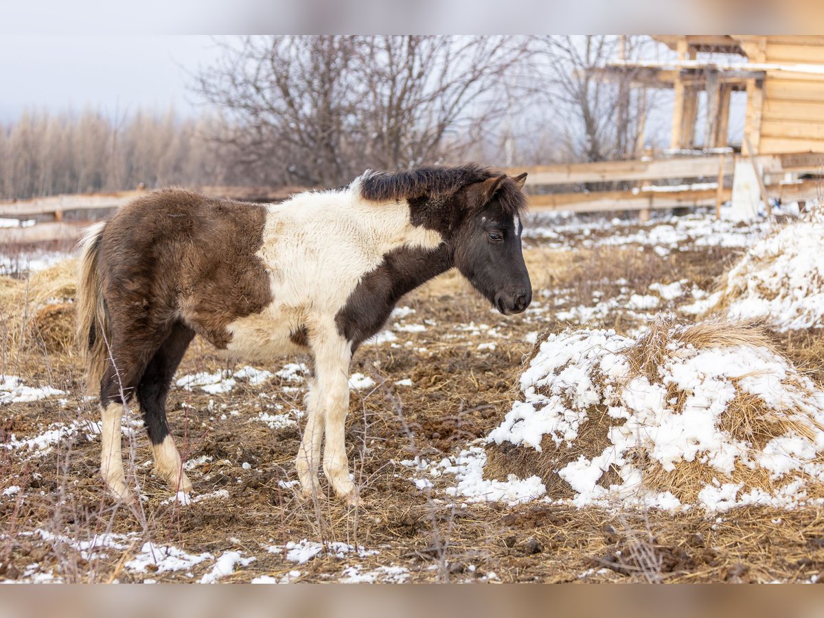 Huzule Hengst 1 Jahr 142 cm Tobiano-alle-Farben in Pruchnik