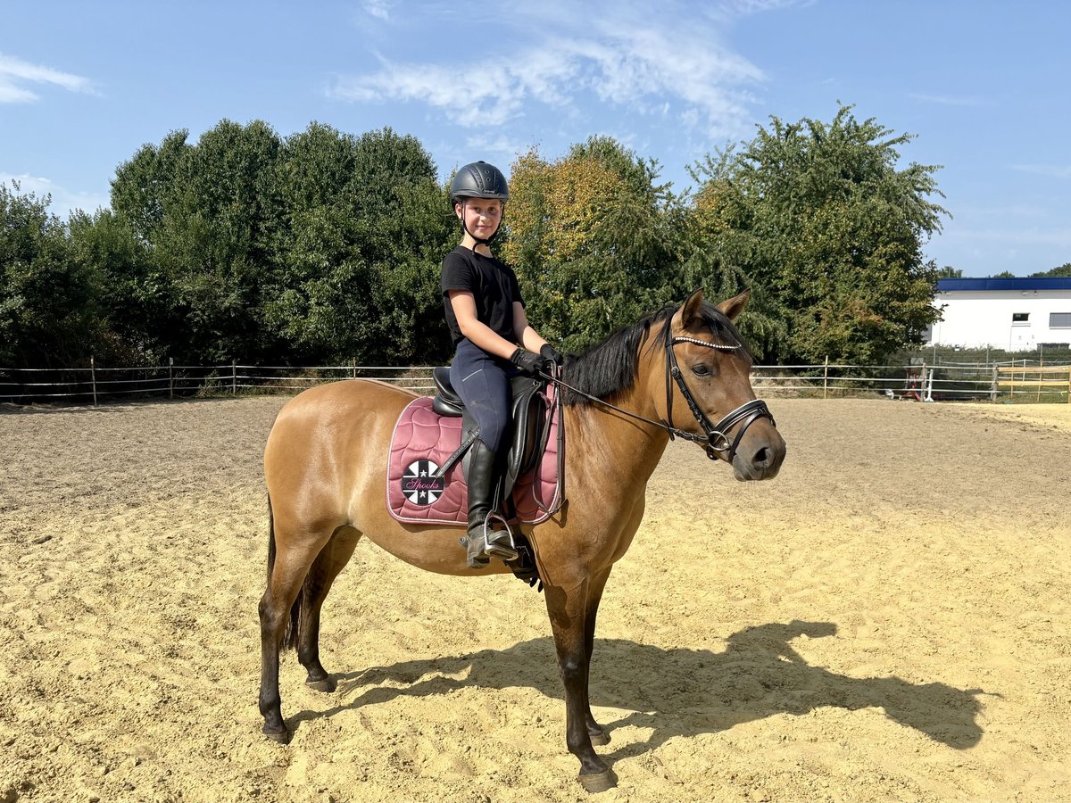 Huzule Hengst 3 Jaar 138 cm Bruin in Schermbeck