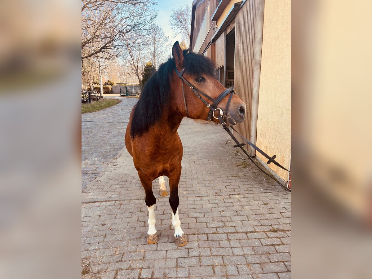 Huzule Hengst 5 Jaar 142 cm Gevlekt-paard in Thale