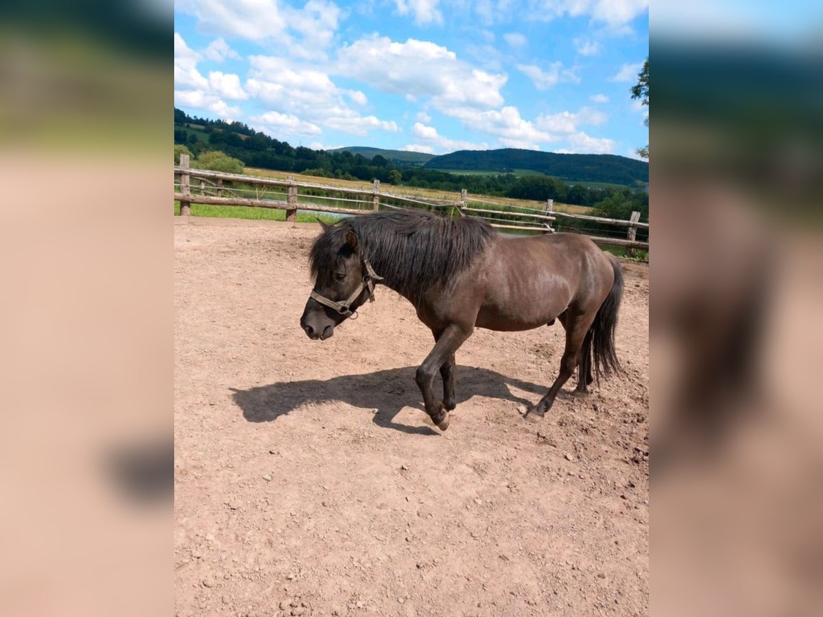 Huzule Hengst 5 Jahre 136 cm Dunkelbrauner in Hannoversch M&#xFC;nden