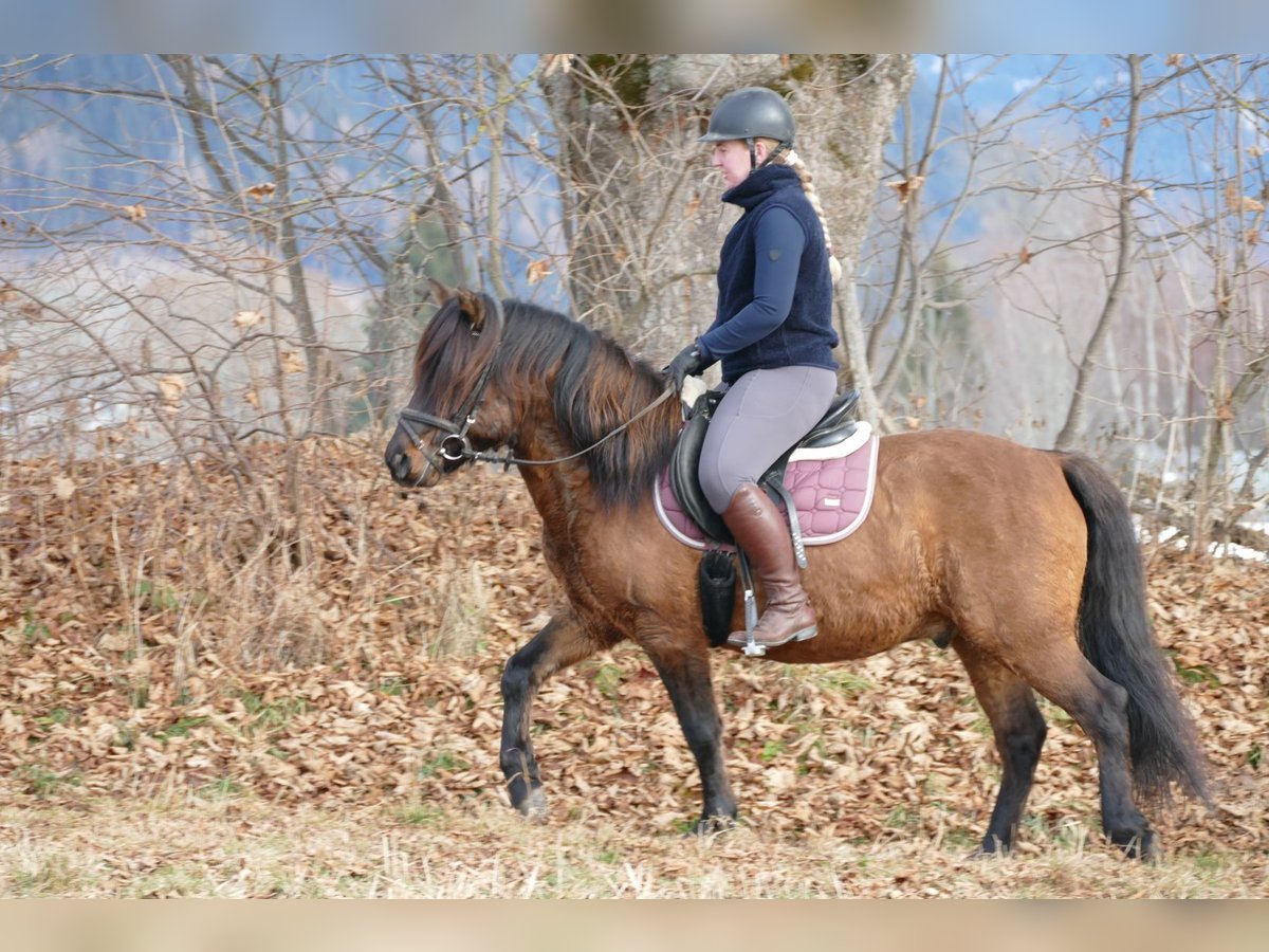 Huzule Hengst 6 Jaar 142 cm Falbe in Ramsau/D.