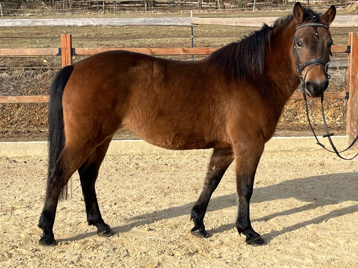 Huzule Merrie 10 Jaar 143 cm Bruin in Ursensollen