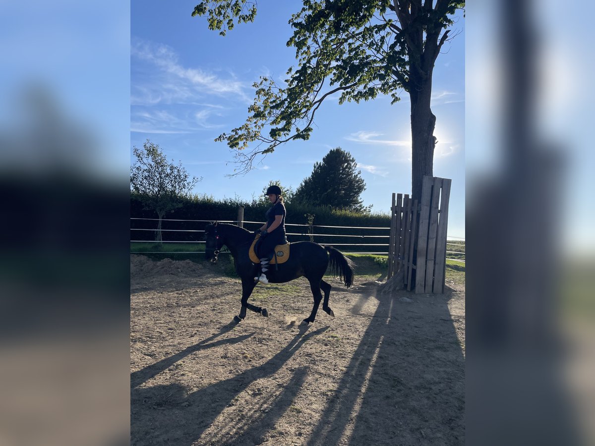 Huzule Mix Merrie 10 Jaar 150 cm Zwart in Kirchberg/Walde