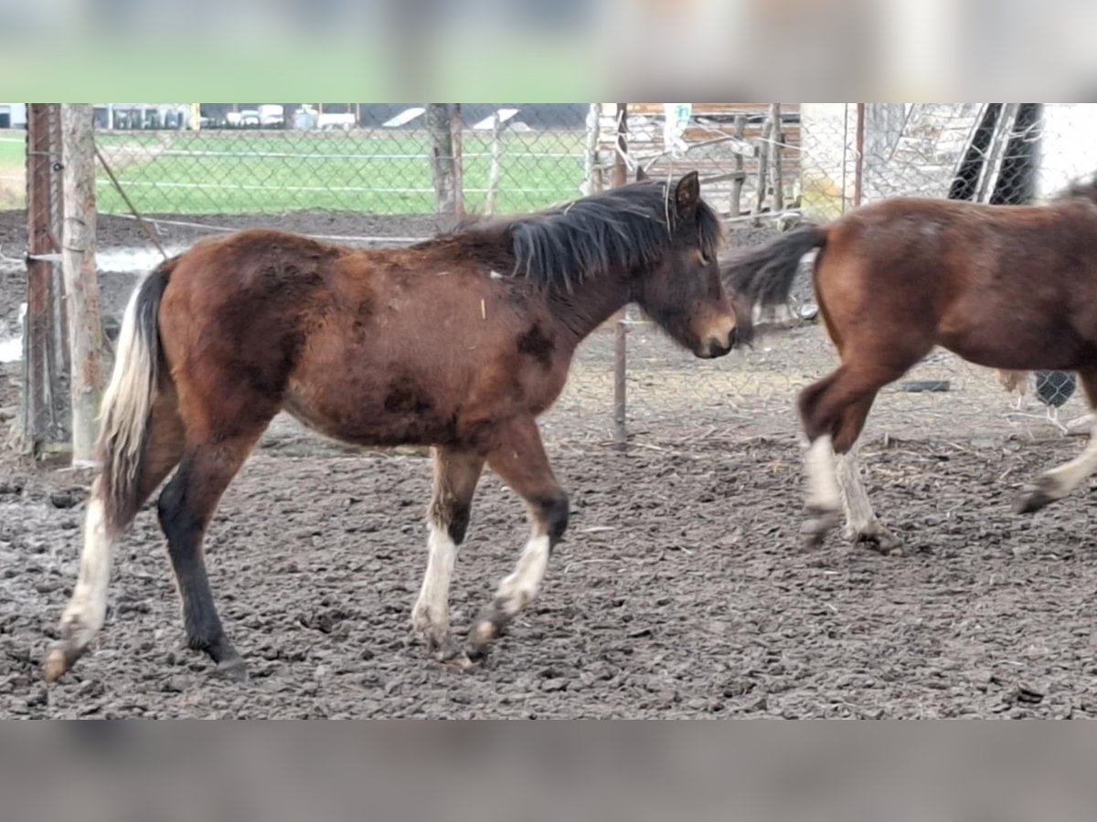 Huzule Mix Merrie 1 Jaar 139 cm Roodbruin in Sulkowo Bariany 4A