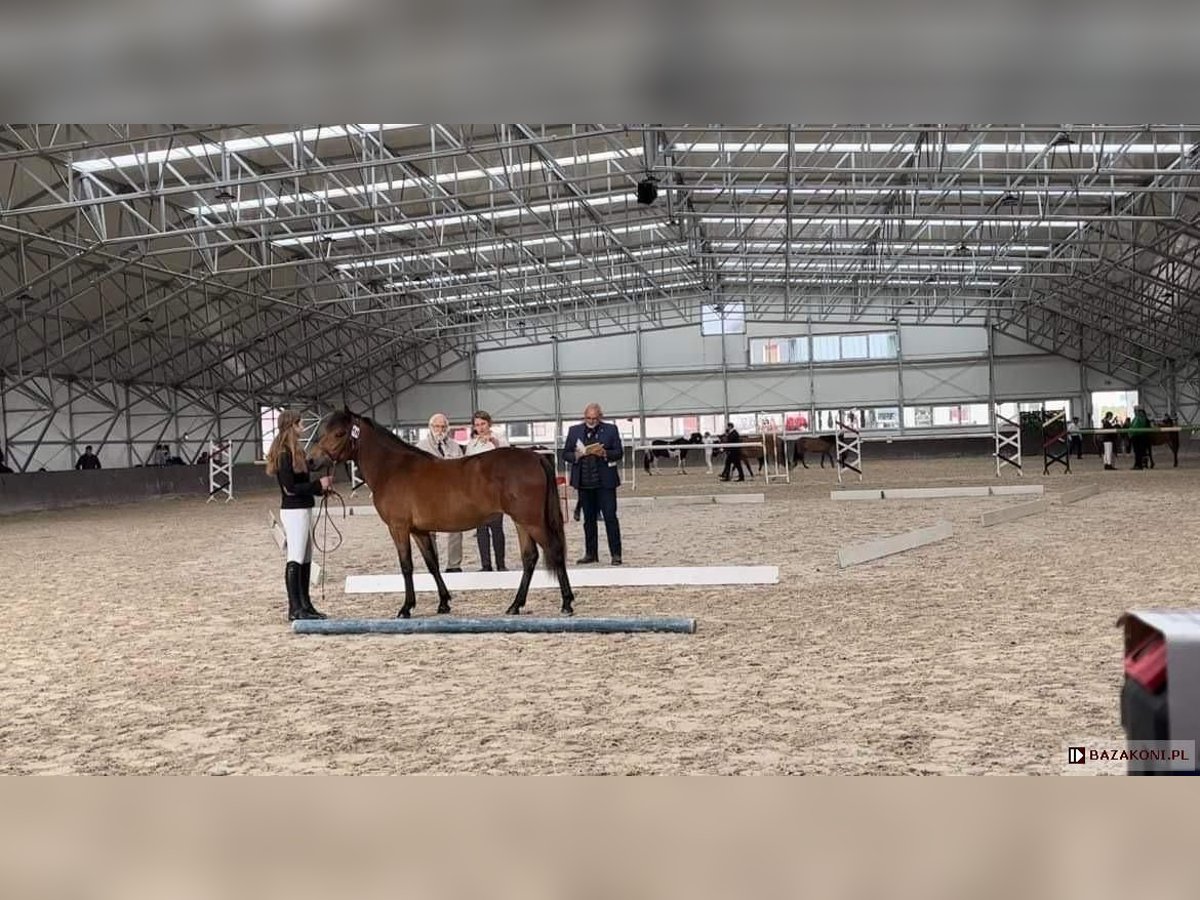 Huzule Merrie 3 Jaar Roodbruin in Ciechanów