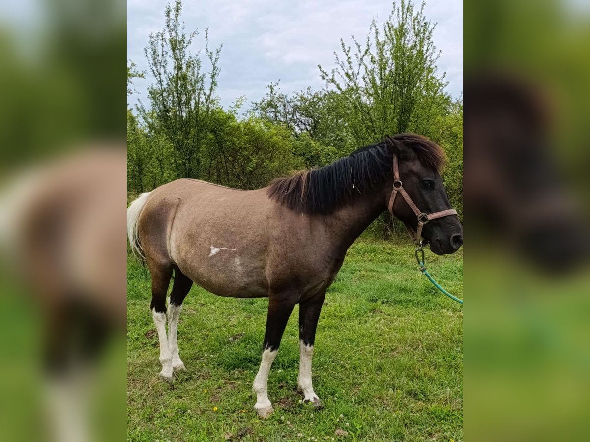 Huzule Merrie 5 Jaar 137 cm Tobiano-alle-kleuren in Rzuchowa 286