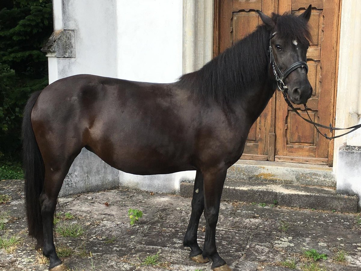 Huzule Merrie 5 Jaar 142 cm Zwart in Wels Huzule Merrie 5 Jaar 142 cm Zwart in Wels