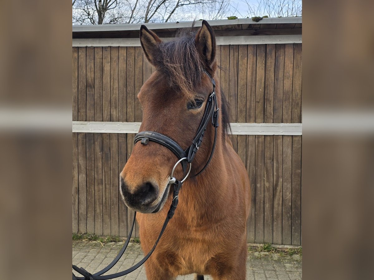 Huzule Merrie 5 Jaar 144 cm Bruin in Mülheim an der Ruhr