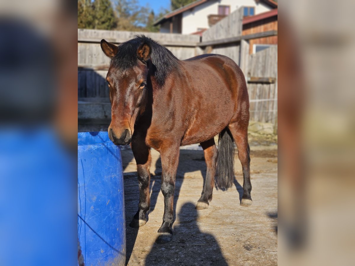 Huzule Merrie 7 Jaar 145 cm Donkerbruin in Mengkofen