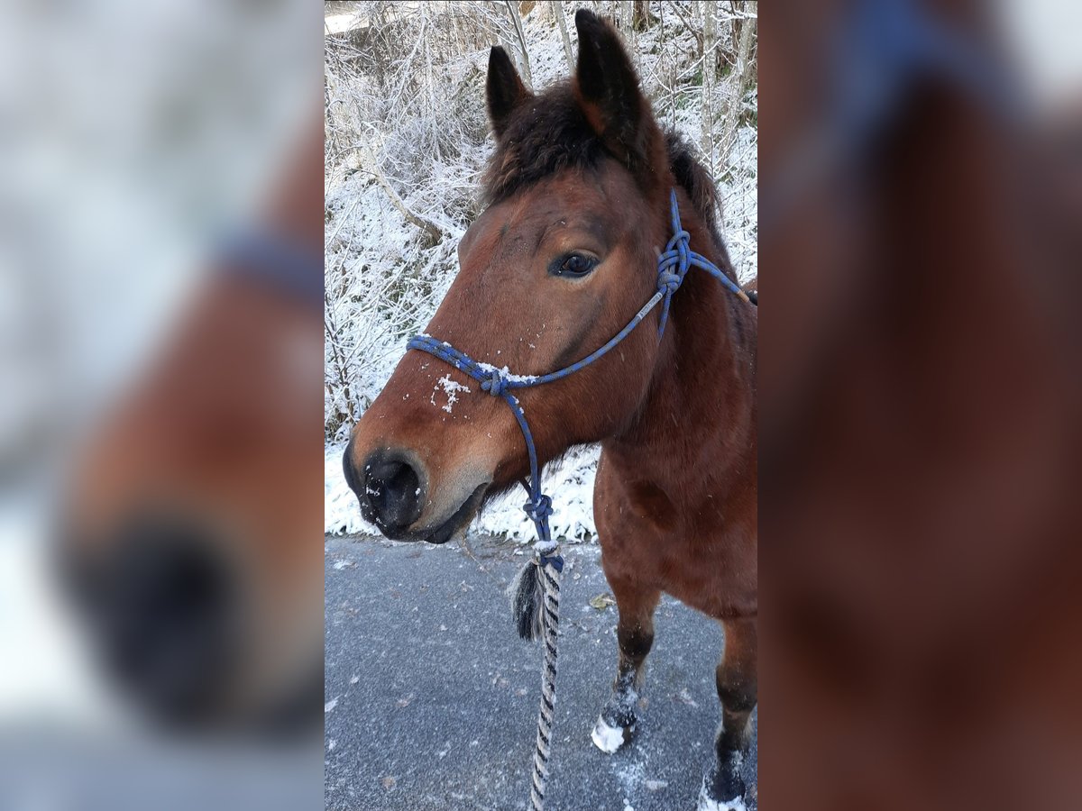 Huzule Ruin 10 Jaar 143 cm Bruin in Neukirchen vorm Wald