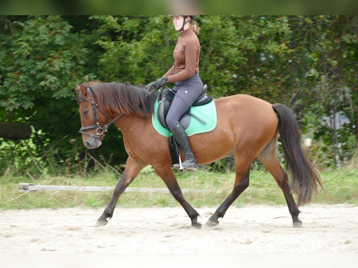 Huzule Ruin 3 Jaar 143 cm Falbe in Ramsau