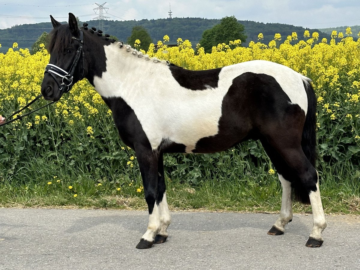 Huzule Ruin 3 Jaar 143 cm Gevlekt-paard in Riedlingen