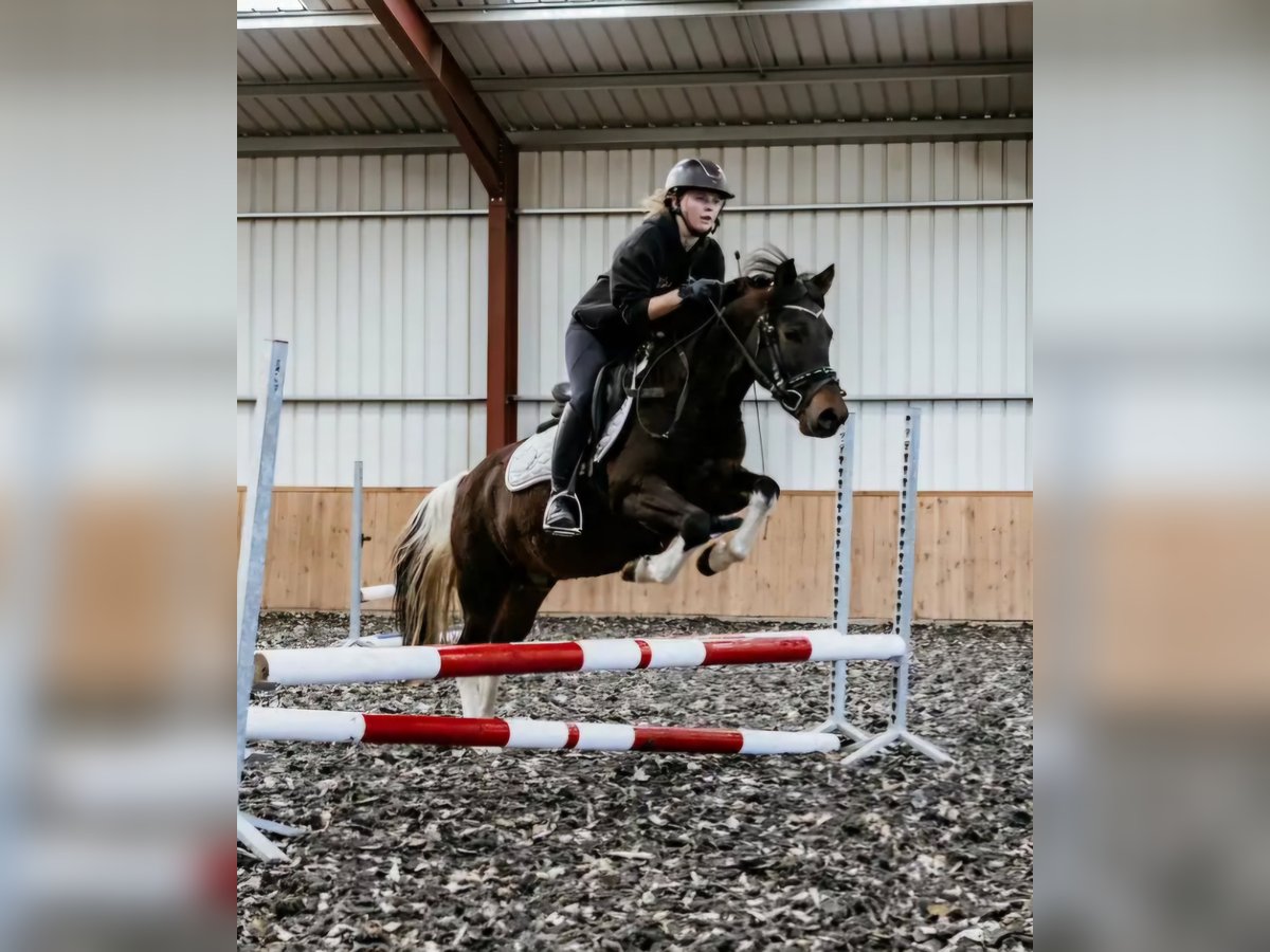 Huzule Ruin 6 Jaar 136 cm Gevlekt-paard in Coch