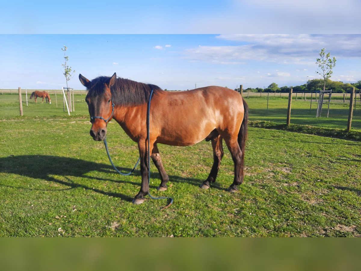 Huzule Ruin 7 Jaar 138 cm Bruin in Oggau am Neusiedler See