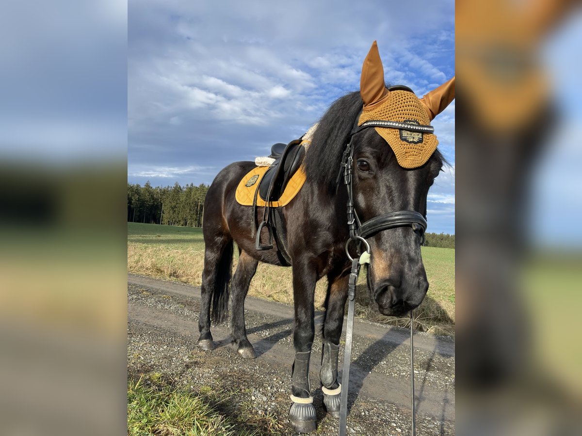 Huzule Mix Stute 10 Jahre 150 cm Rappe in Kirchberg am Walde