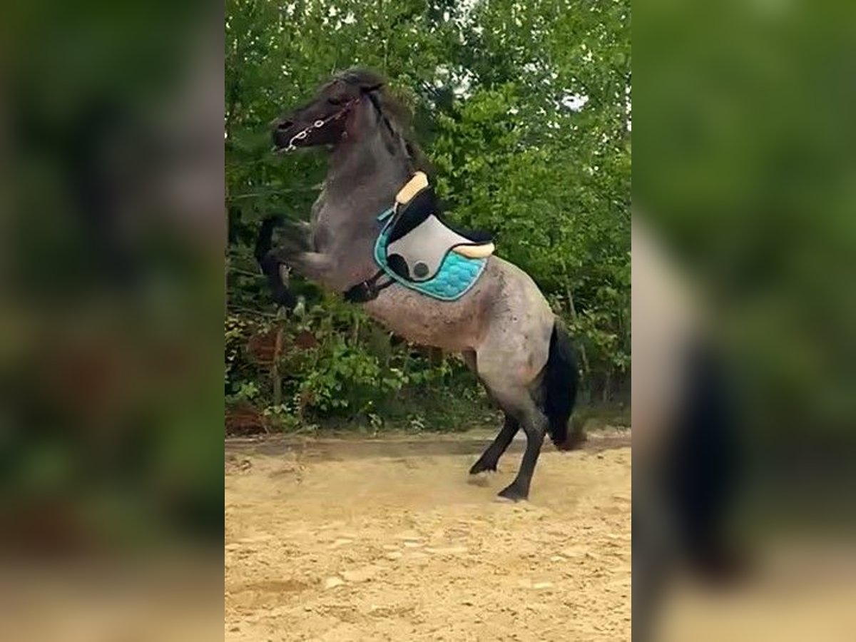 Huzule Stute 11 Jahre 143 cm Braunfalbschimmel in Fels am Wagram