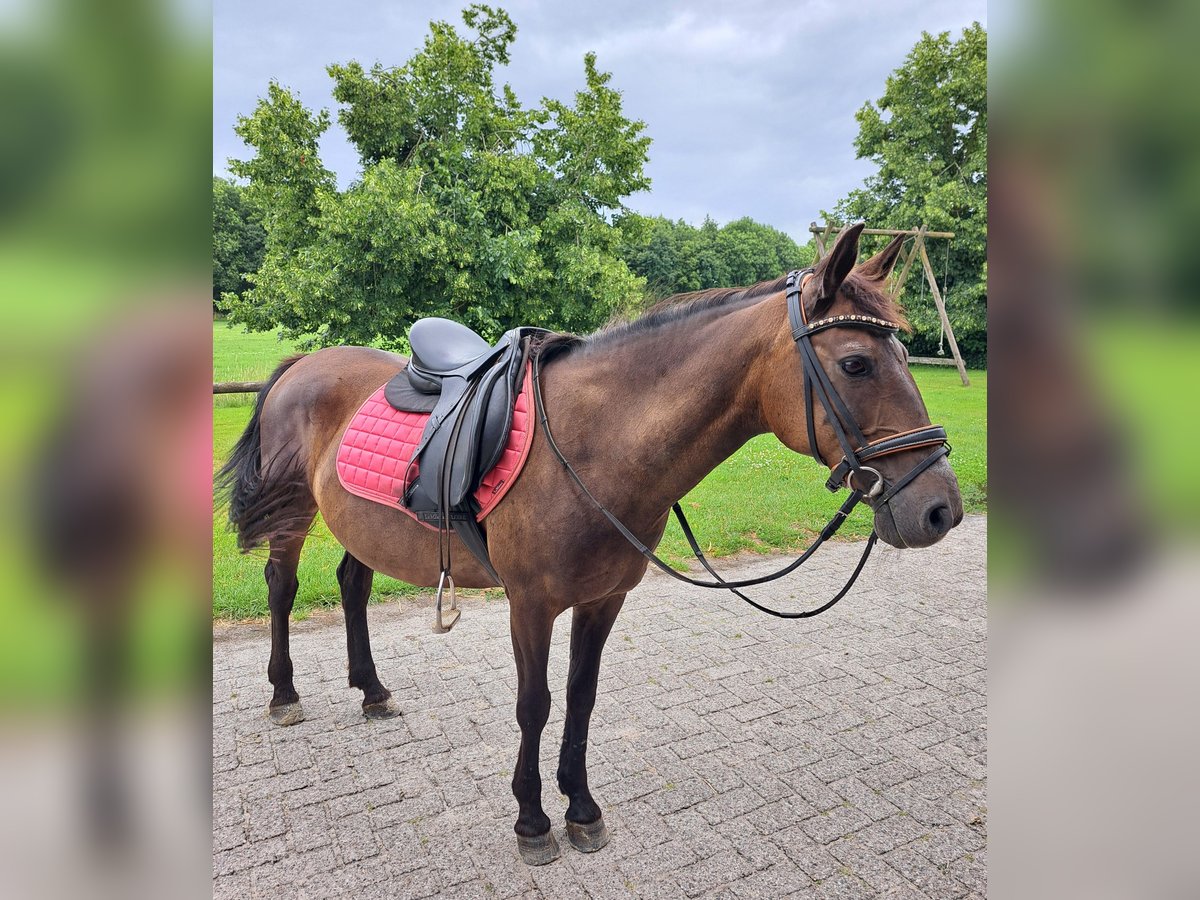 Huzule Stute 12 Jahre 137 cm Dunkelbrauner in Lichtenvoorde