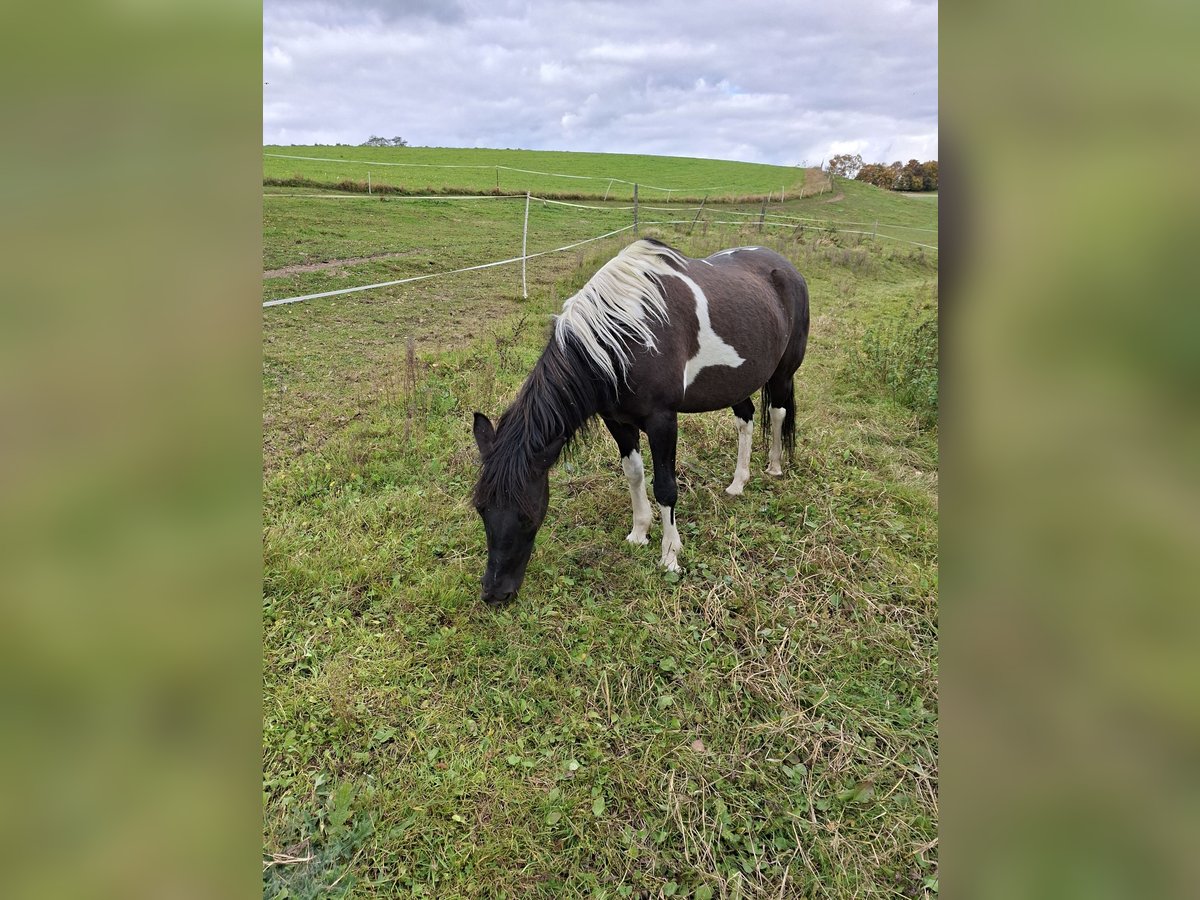 Huzule Stute 13 Jahre 135 cm Schecke in Trostberg
