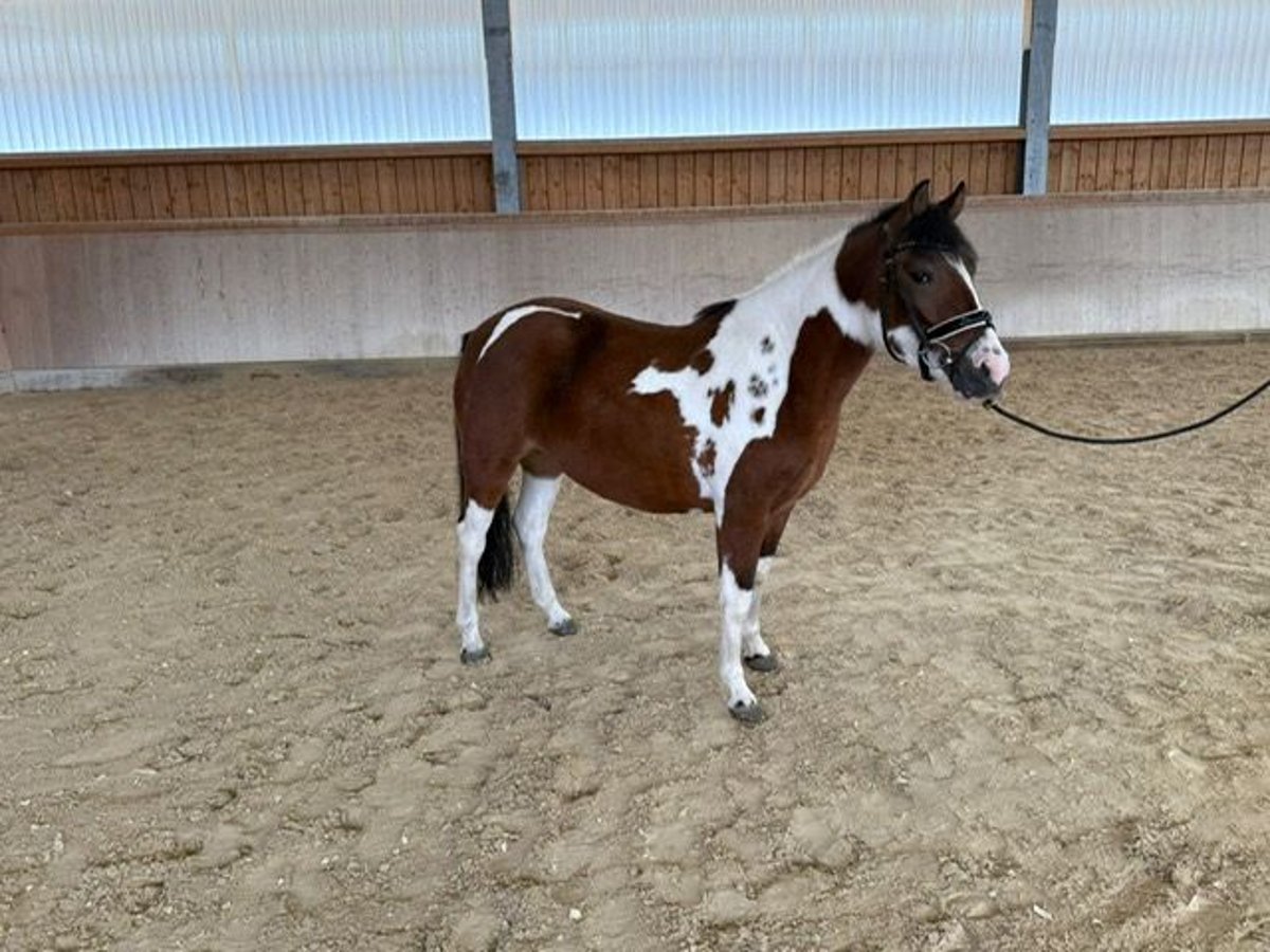 Huzule Stute 3 Jahre 140 cm Schecke in Wellheim