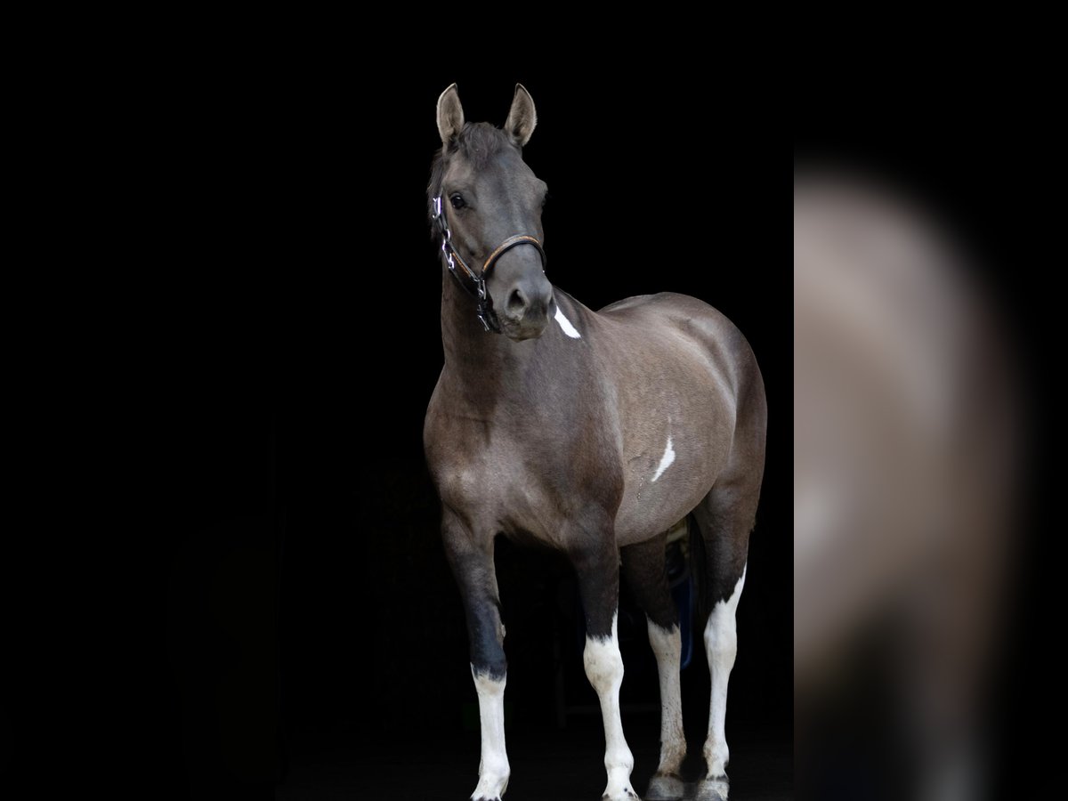 Huzule Stute 4 Jahre 140 cm Schecke in Gelchsheim