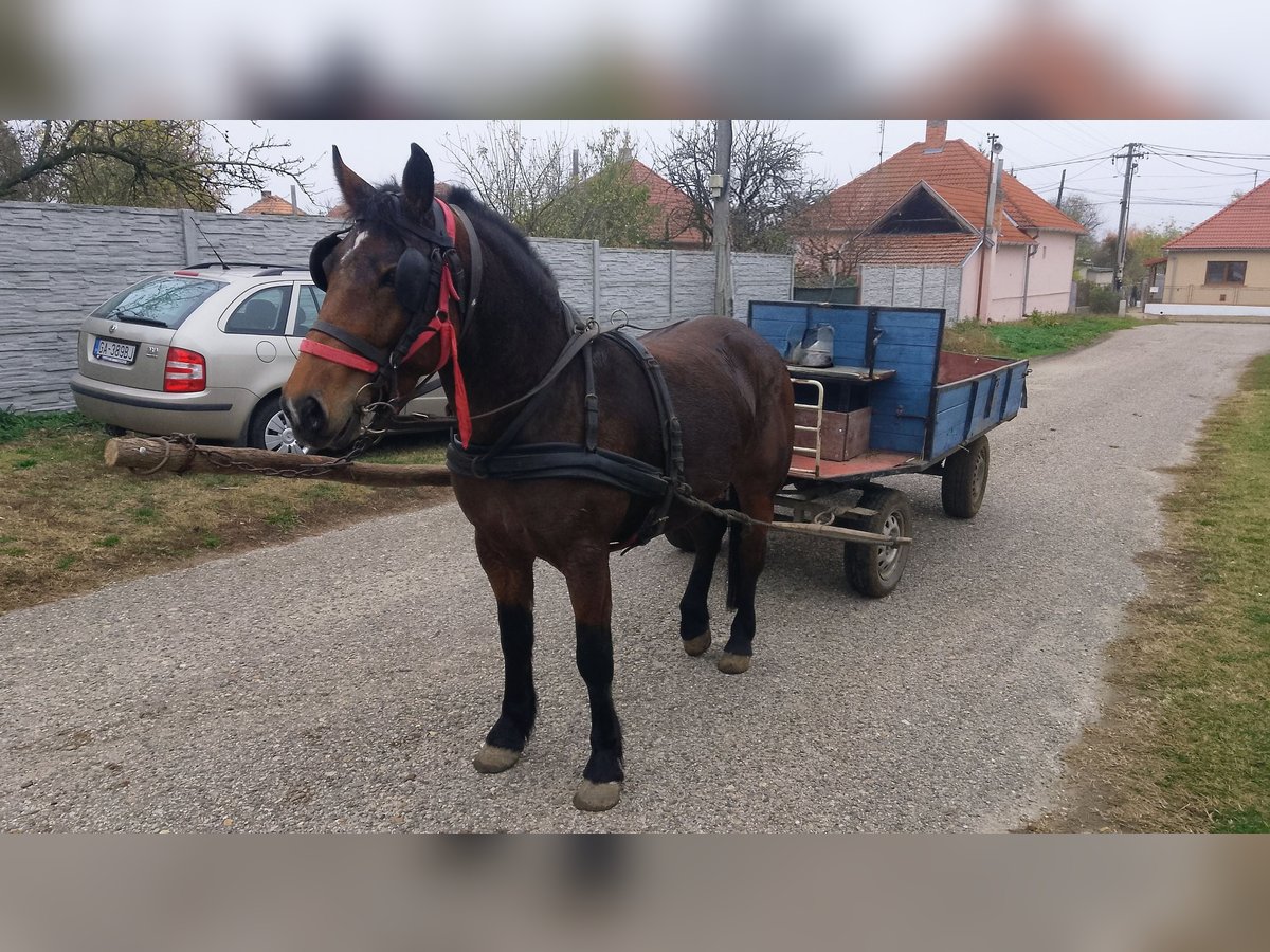 Huzule Mix Stute 4 Jahre in Alameda