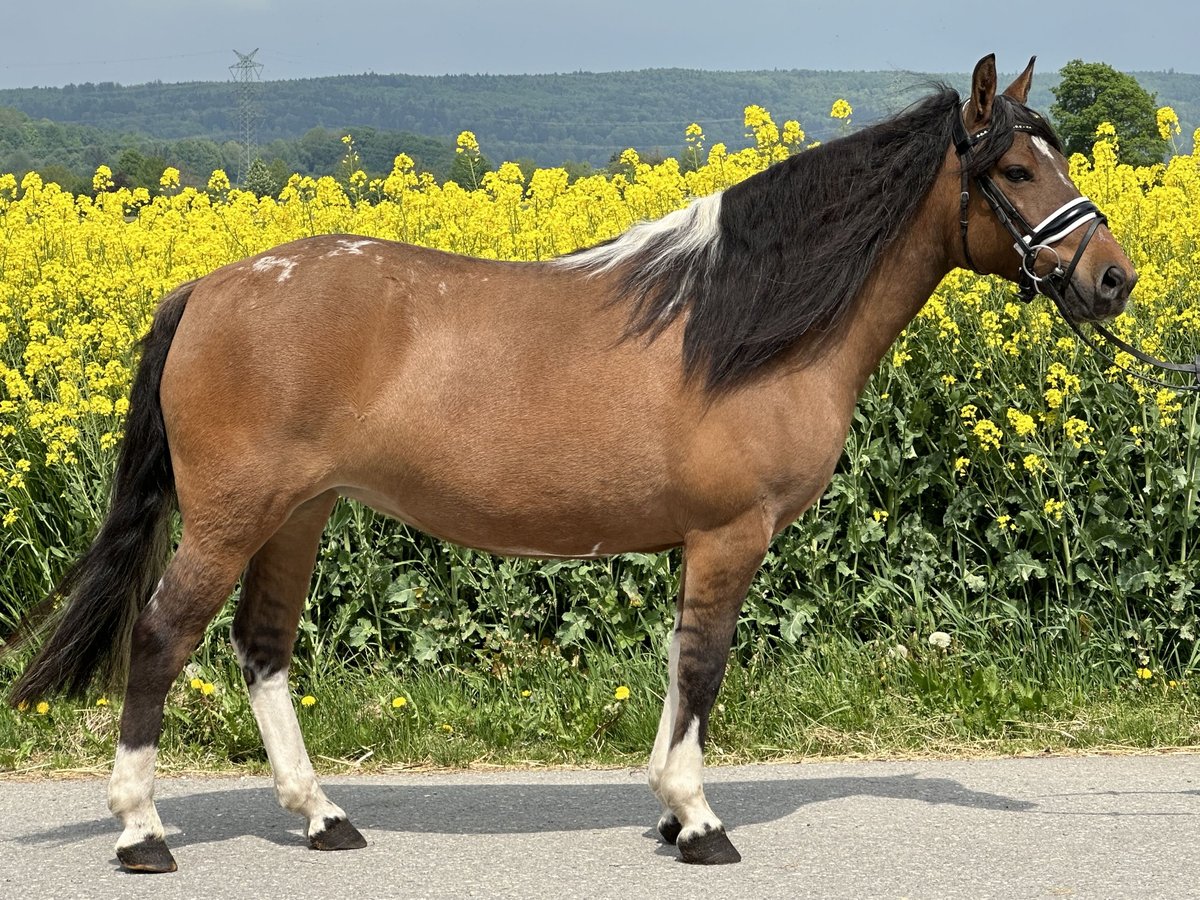 Huzule Stute 5 Jahre 140 cm Schecke in Riedlingen