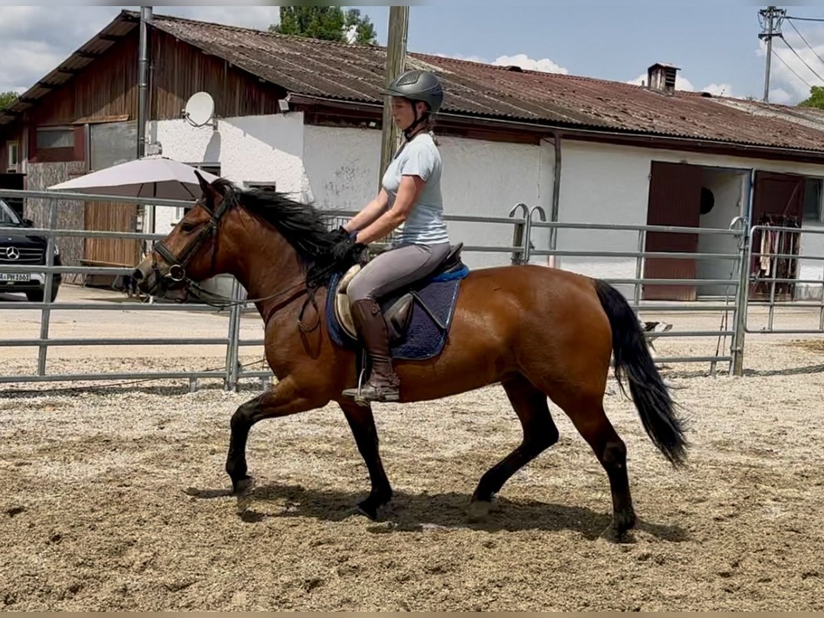 Huzule Stute 5 Jahre 143 cm Brauner in Ellgau