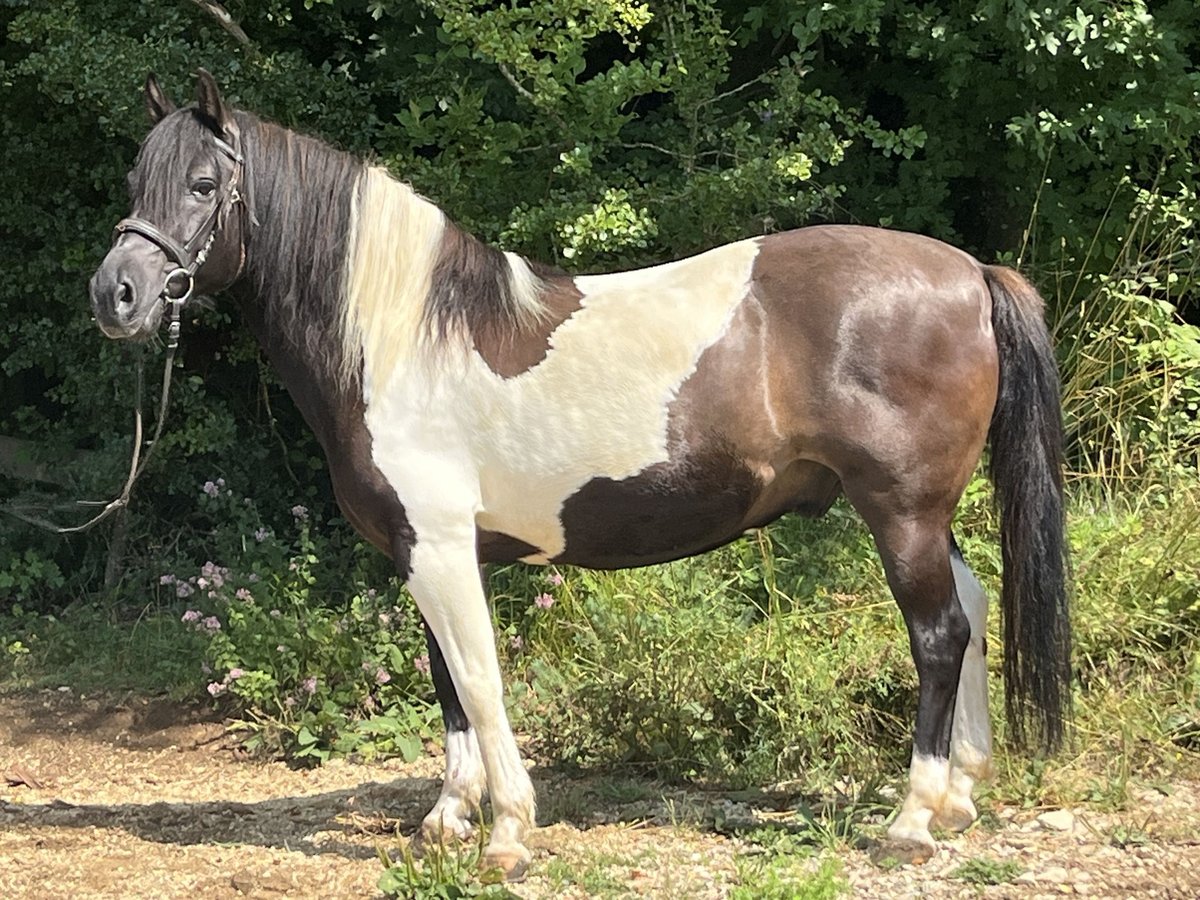 Huzule Wallach 12 Jahre 144 cm Schecke in Ursensollen