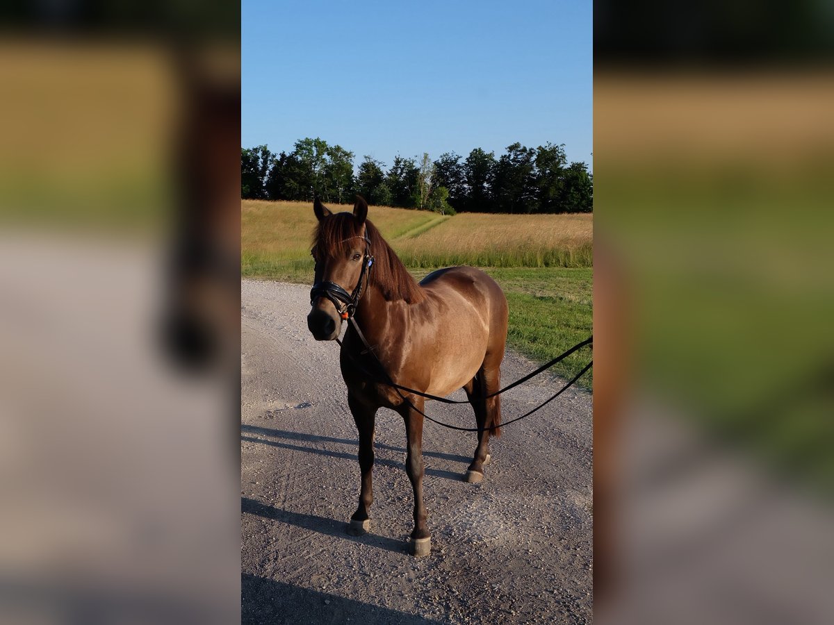Huzule Wallach 12 Jahre 145 cm Falbe in Sonnenb&#xFC;hl