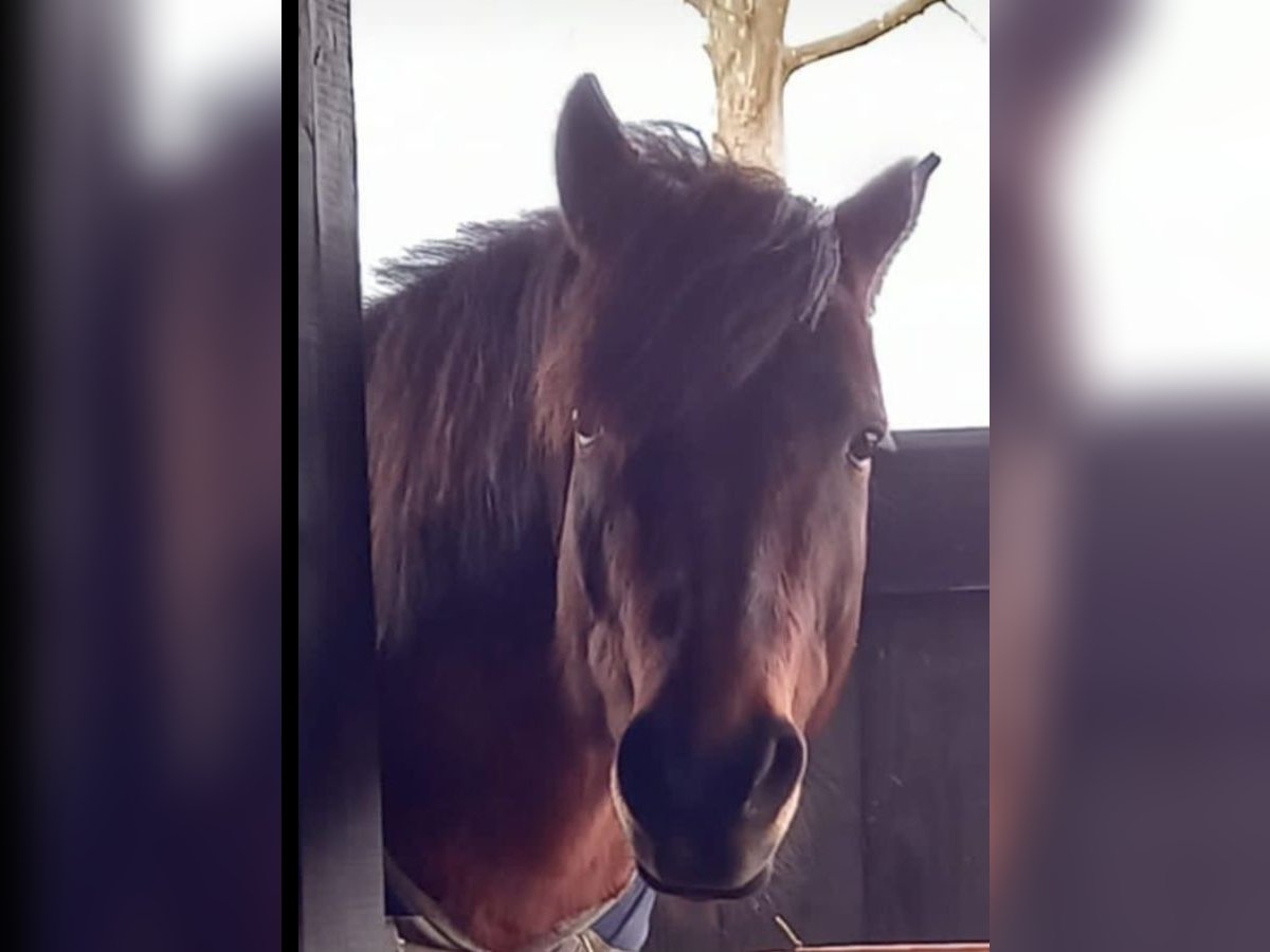 Huzule Wallach 15 Jahre 130 cm Dunkelbrauner in Werl