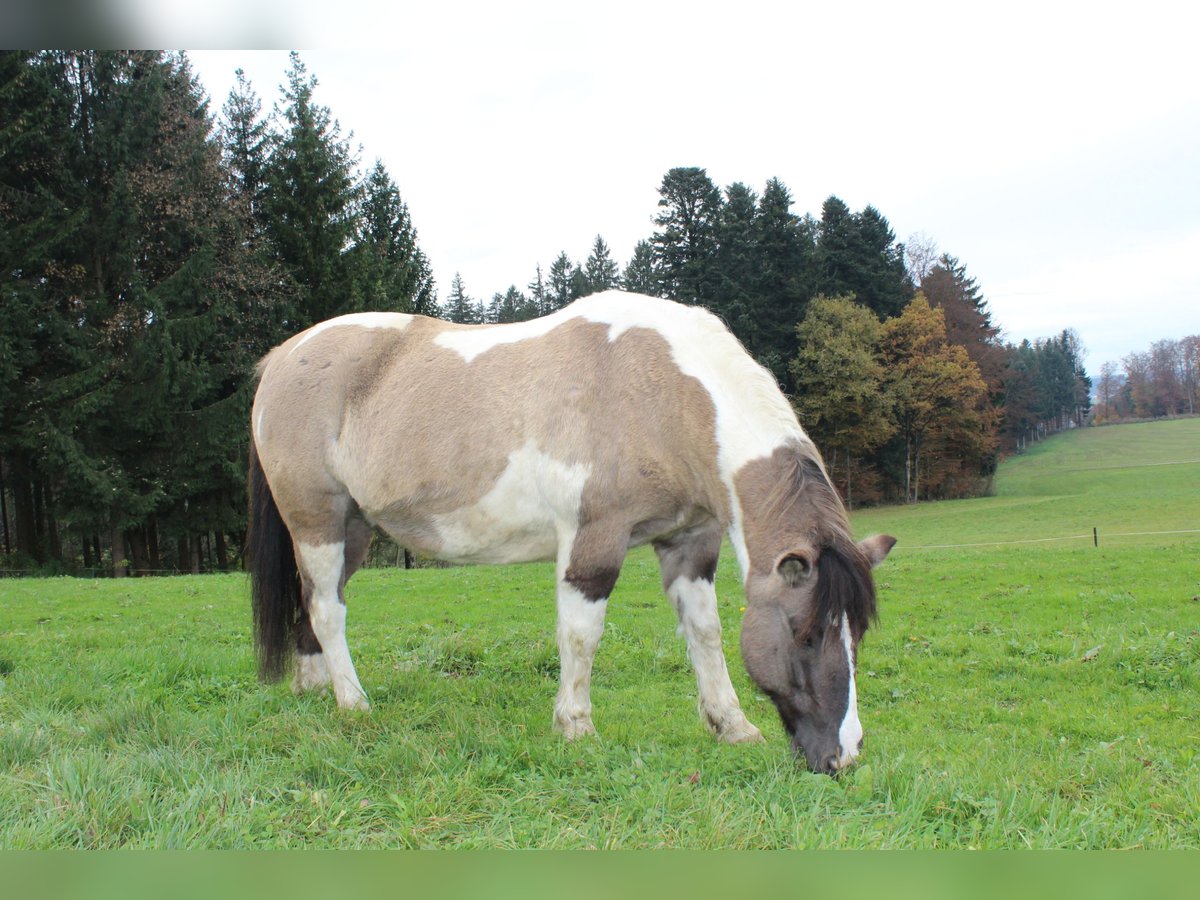 Huzule Wallach 21 Jahre 138 cm Schecke in Seekirchen