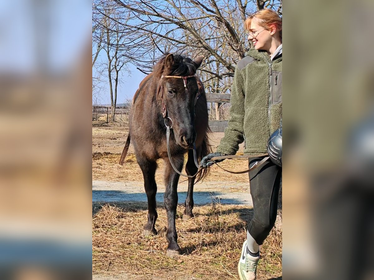 Huzule Wallach 3 Jahre 145 cm Buckskin in Lutzmannsburg