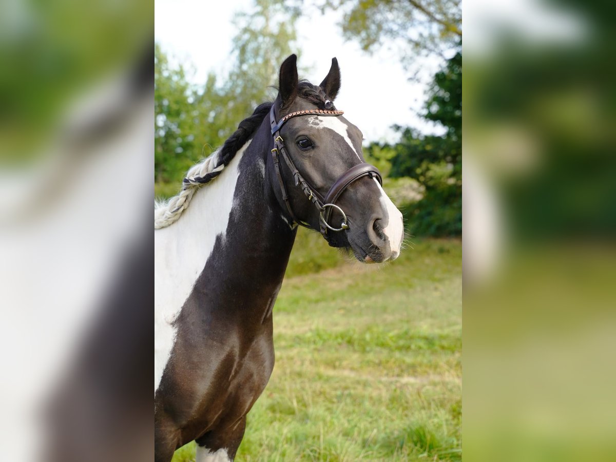 Huzule Wallach 3 Jahre 148 cm Schecke in Buchholz in der Nordheide