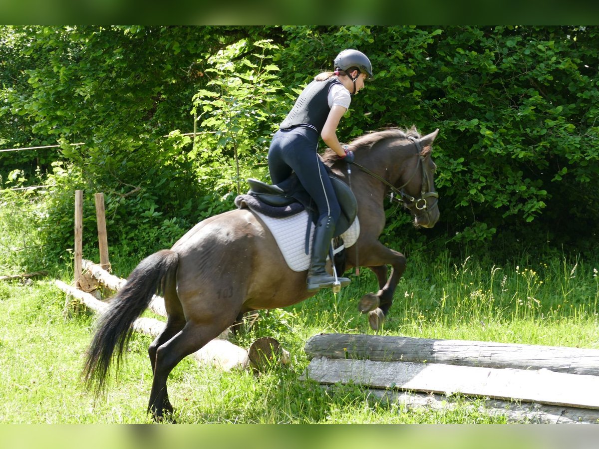 Huzule Wallach 4 Jahre 142 cm Falbe in Ramsau