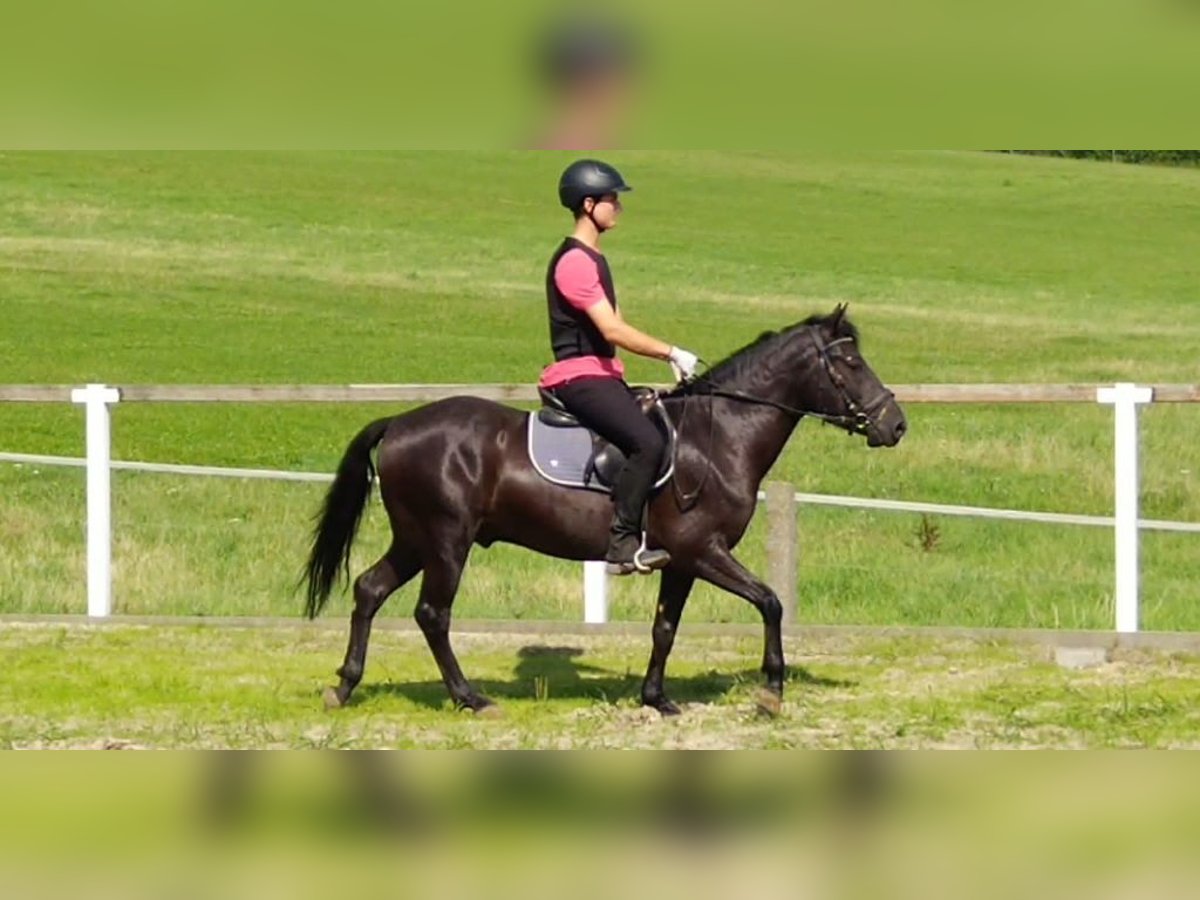 Huzule Wallach 4 Jahre 142 cm Rappe in Kamenz
