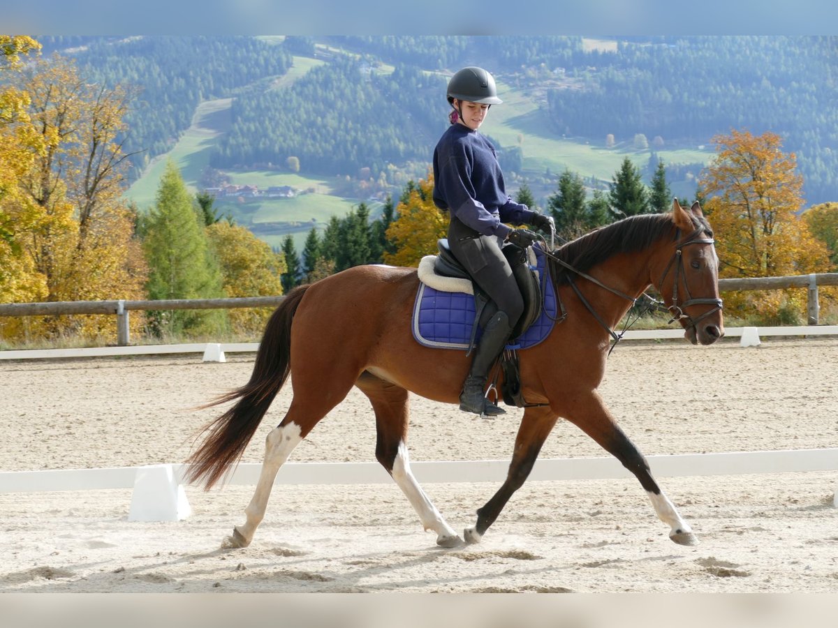 Huzule Mix Wallach 4 Jahre 150 cm Schecke in Ramsau